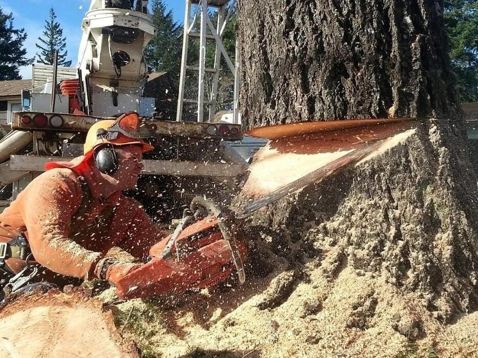 Images Nomad Tree Service