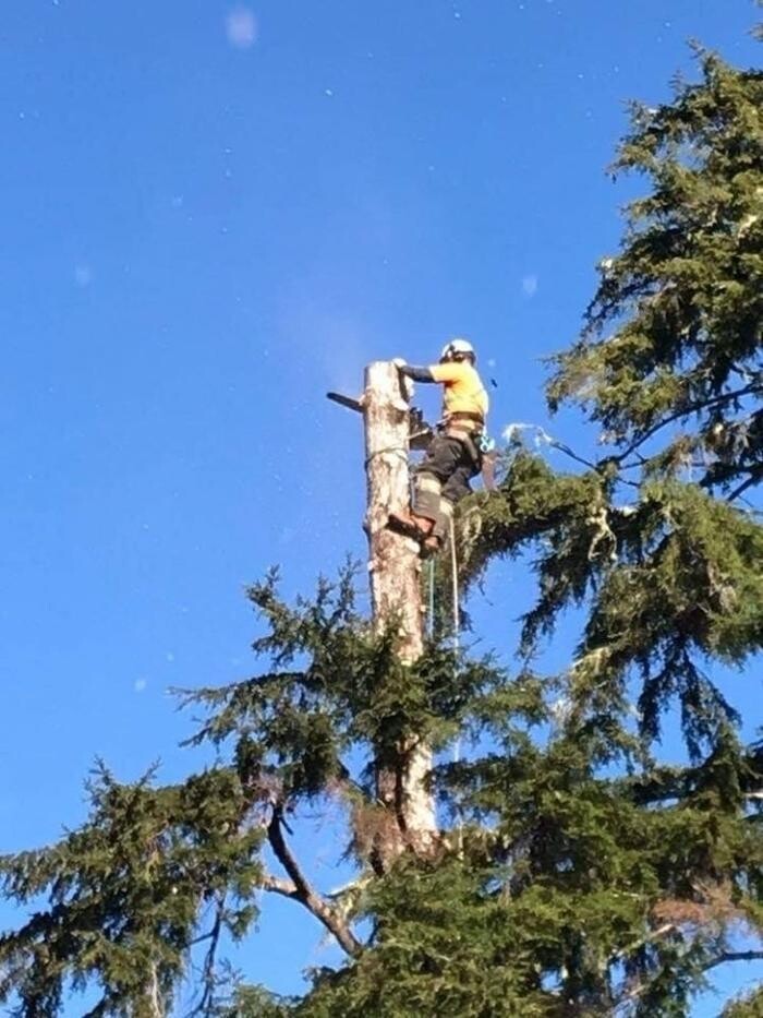 Images Nomad Tree Service