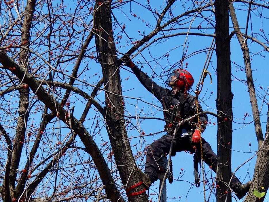Images Samuel Girouard Arboriculteur-élagueur