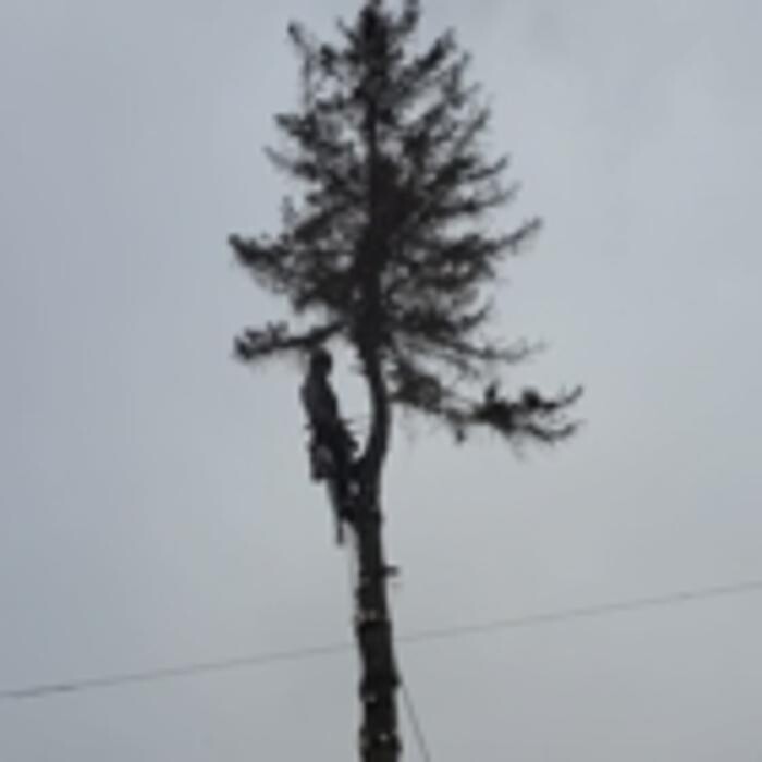Images Samuel Girouard Arboriculteur-élagueur