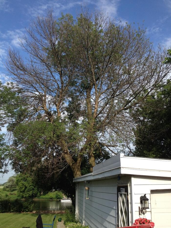 Images Samuel Girouard Arboriculteur-élagueur