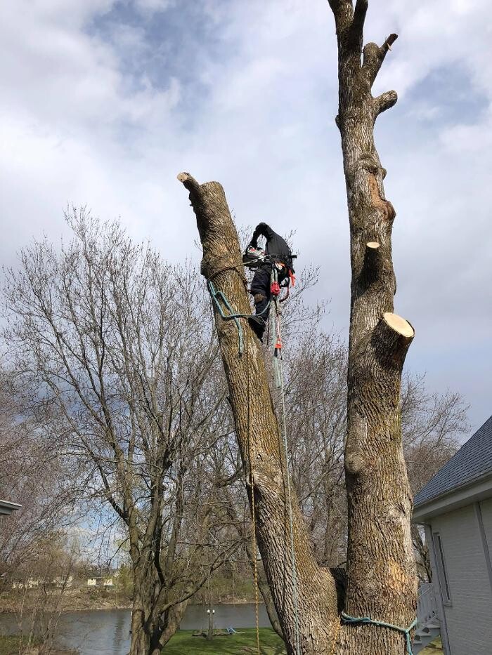 Images Samuel Girouard Arboriculteur-élagueur