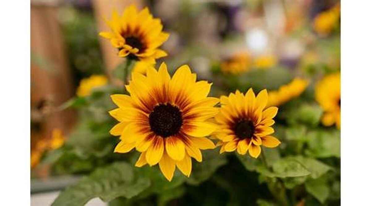 Images GARDENWORKS Nanaimo