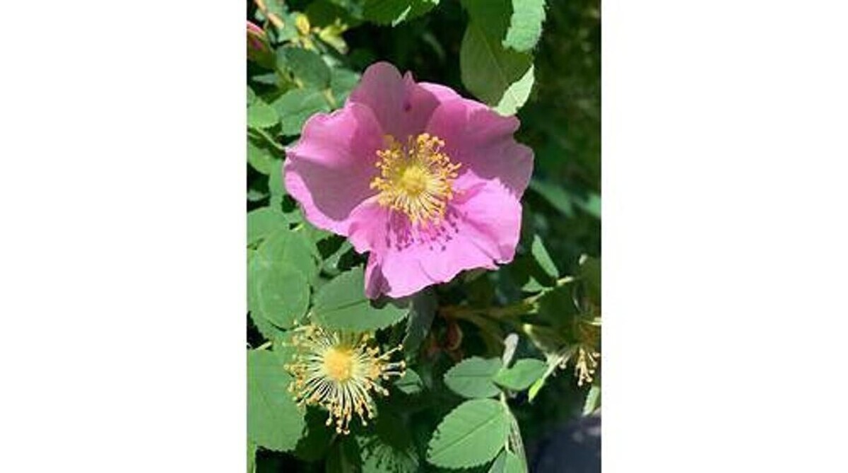 Images GARDENWORKS Nanaimo