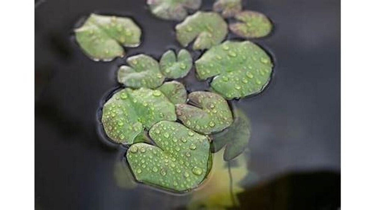 Images GARDENWORKS Nanaimo