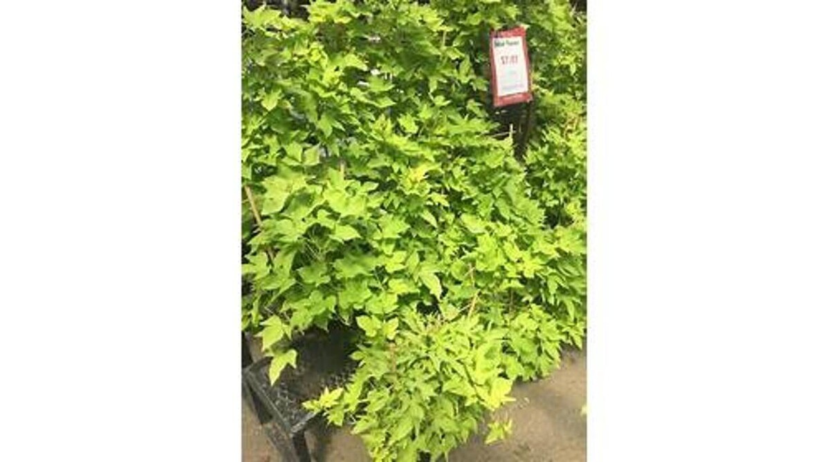 Images GARDENWORKS Penticton