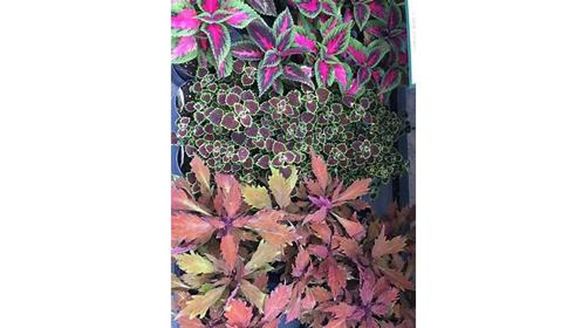 Images GARDENWORKS Penticton