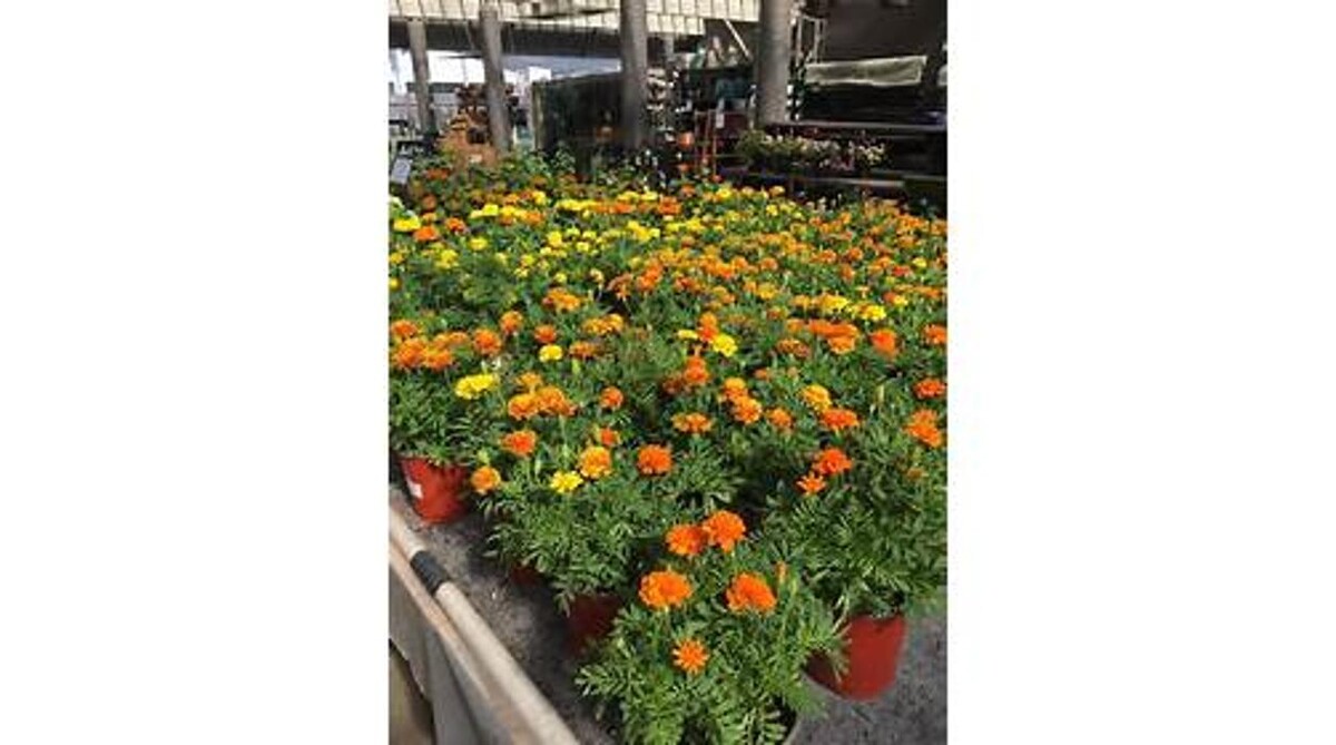 Images GARDENWORKS Penticton