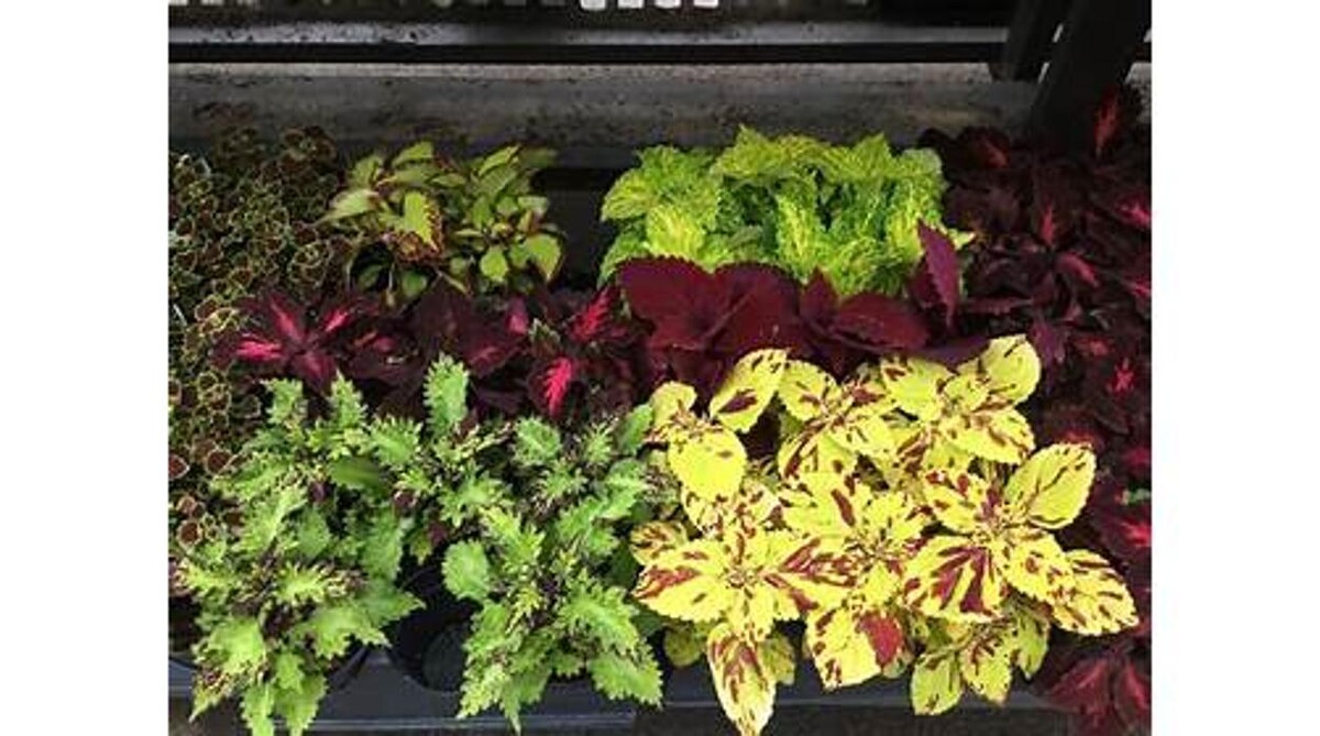 Images GARDENWORKS Penticton