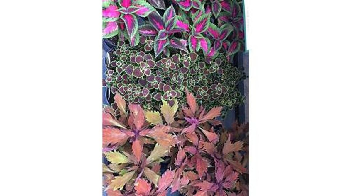 Images GARDENWORKS Penticton
