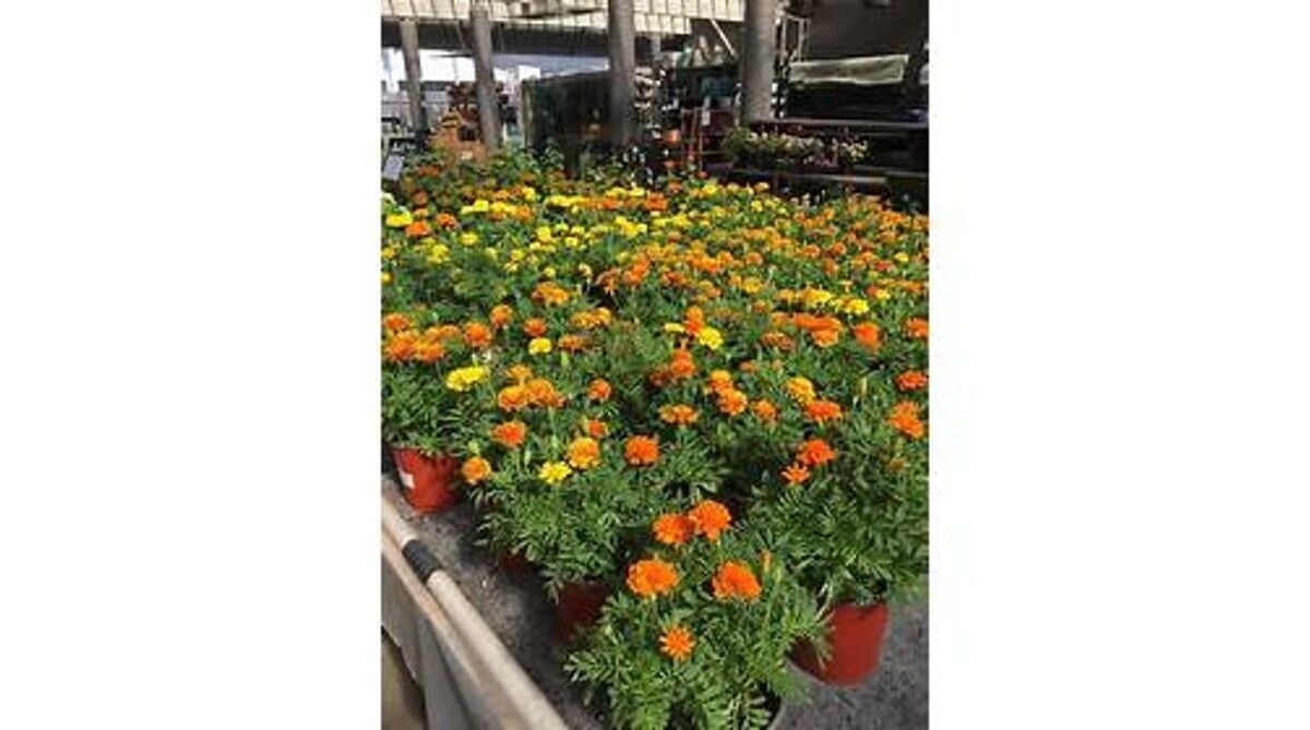 Images GARDENWORKS Penticton