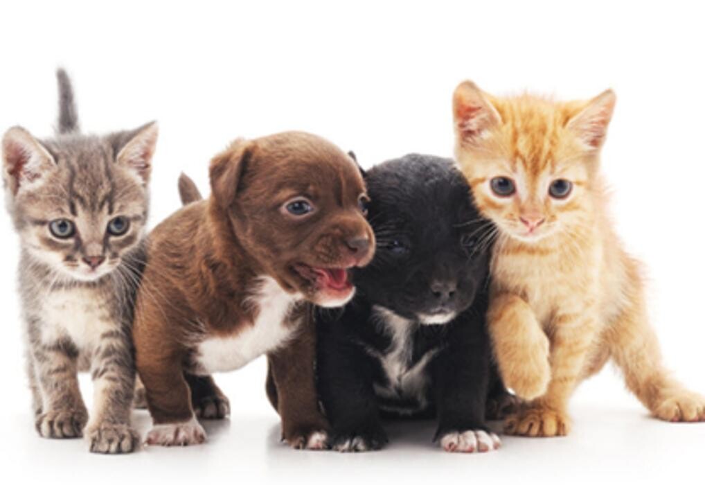Images Stave Lake Veterinary Hospital