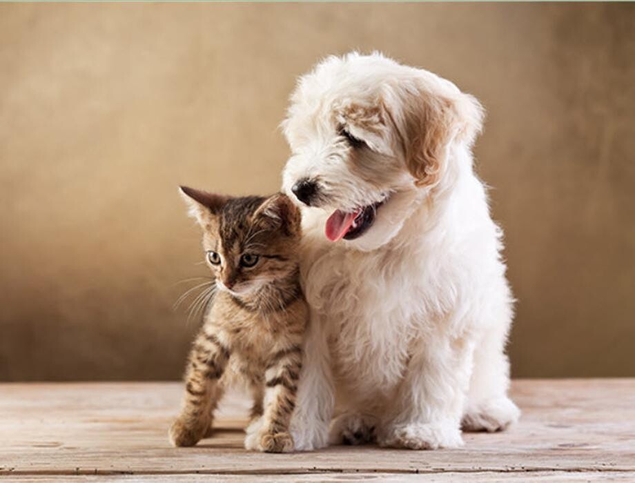 Images Stave Lake Veterinary Hospital