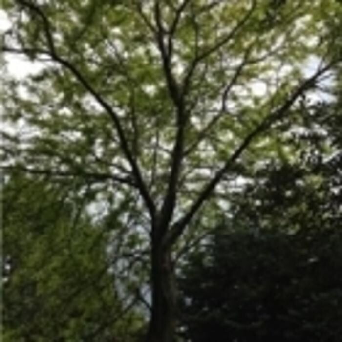 Images Arbtech Tree Care Services
