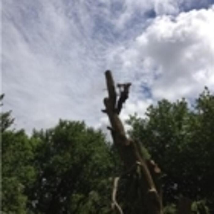 Images Arbtech Tree Care Services