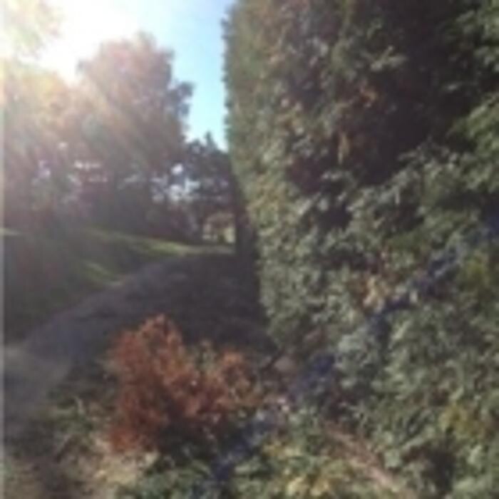 Images Arbtech Tree Care Services