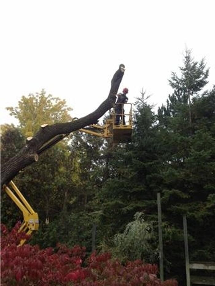 Images Arbtech Tree Care Services