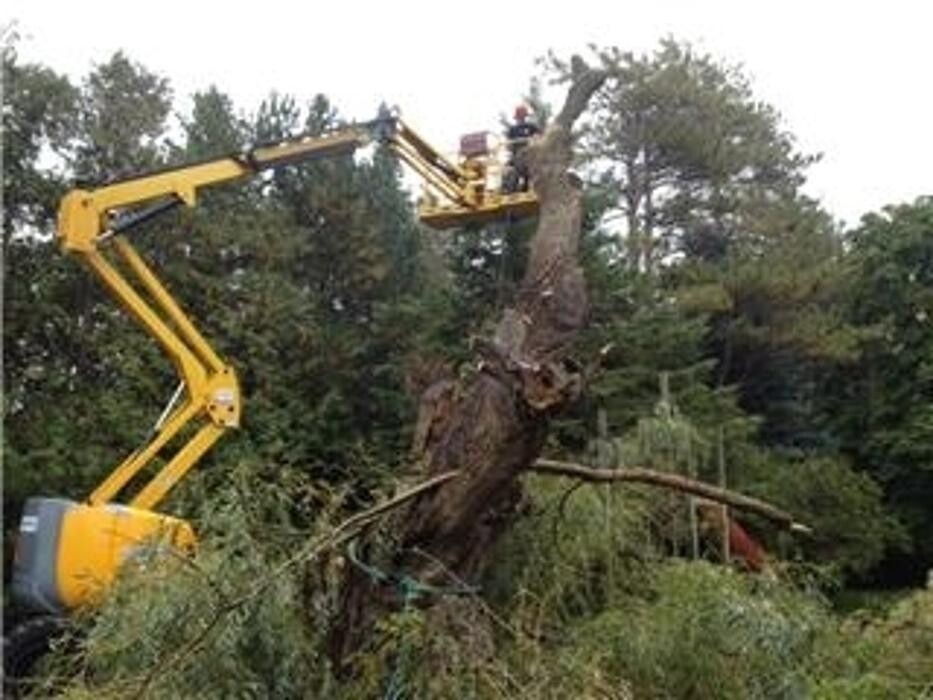 Images Arbtech Tree Care Services