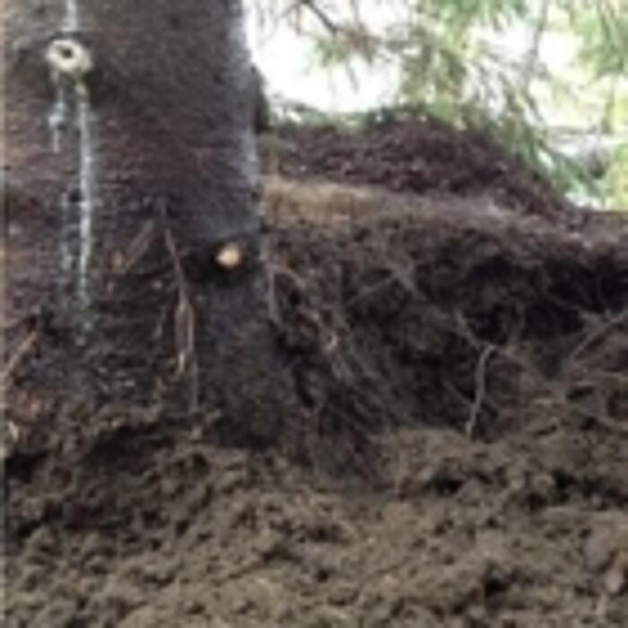 Images Arbtech Tree Care Services