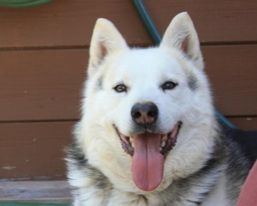 Images Luv'n Care Boarding Home For Dogs