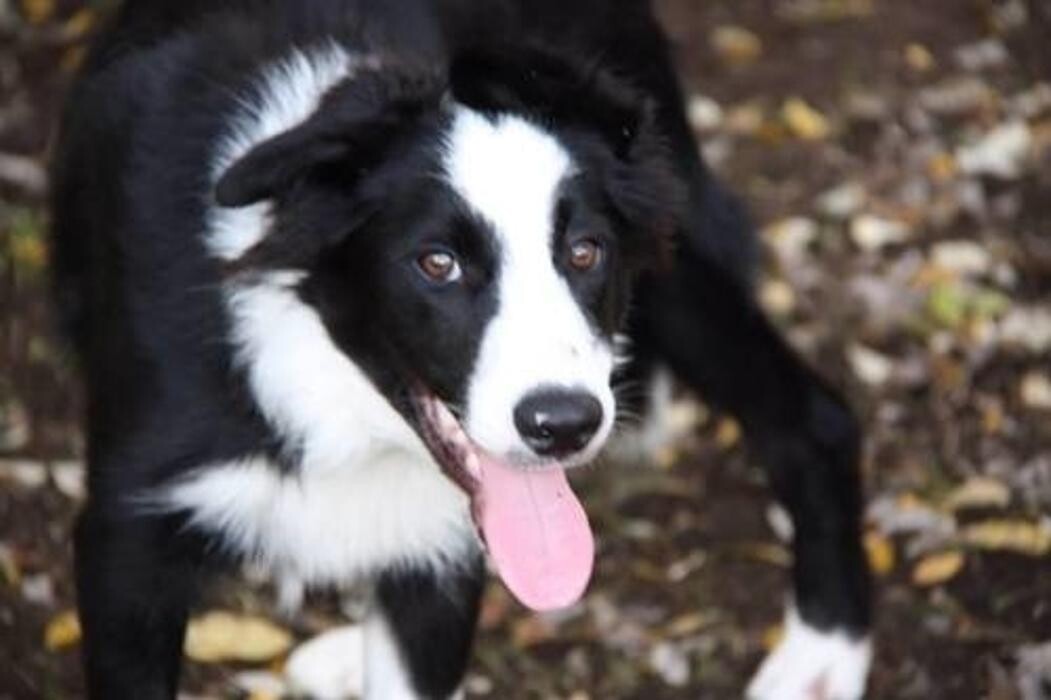 Images Luv'n Care Boarding Home For Dogs