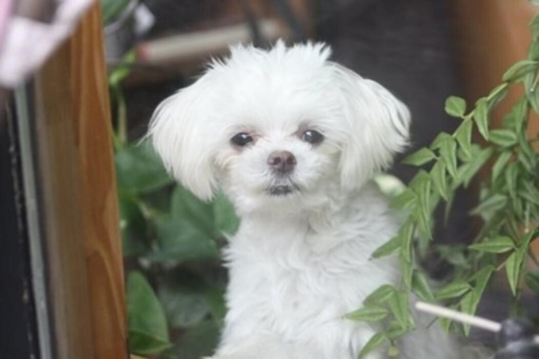 Images Luv'n Care Boarding Home For Dogs