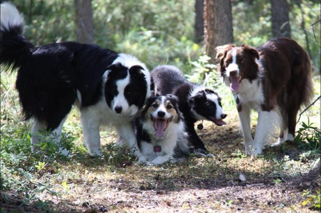 Images Luv'n Care Boarding Home For Dogs