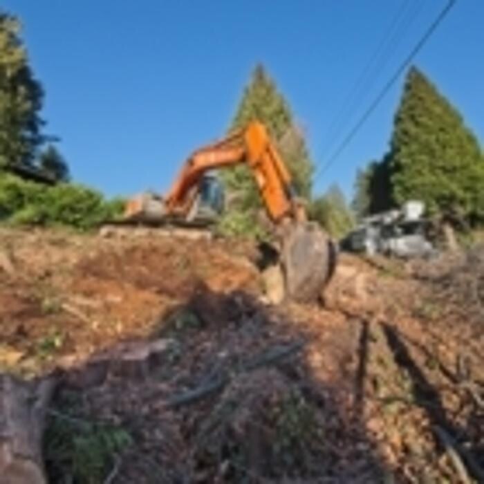 Images ABC Tree Men