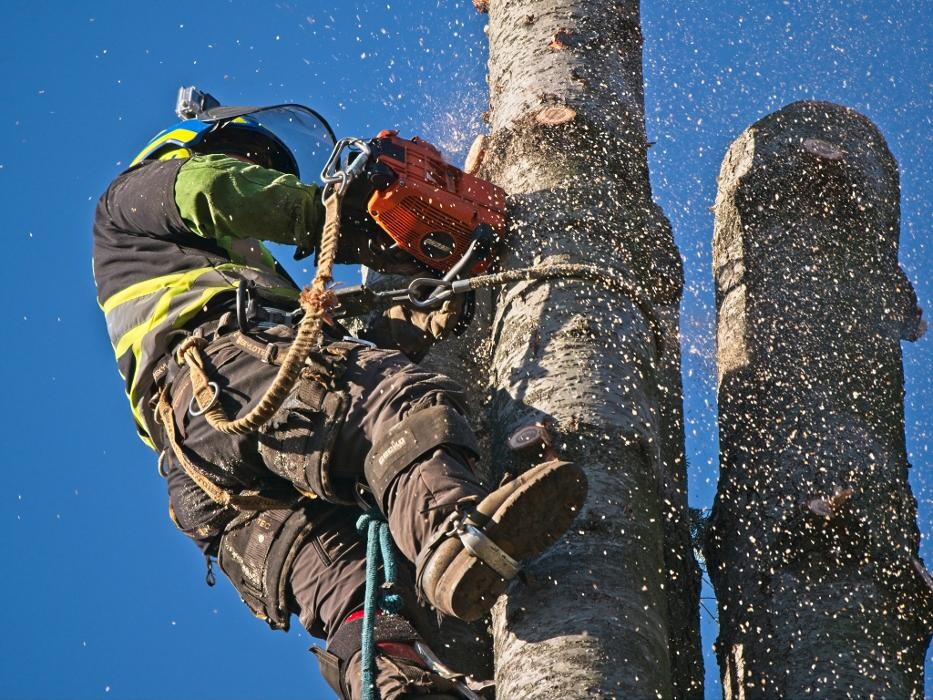 Images ABC Tree Men
