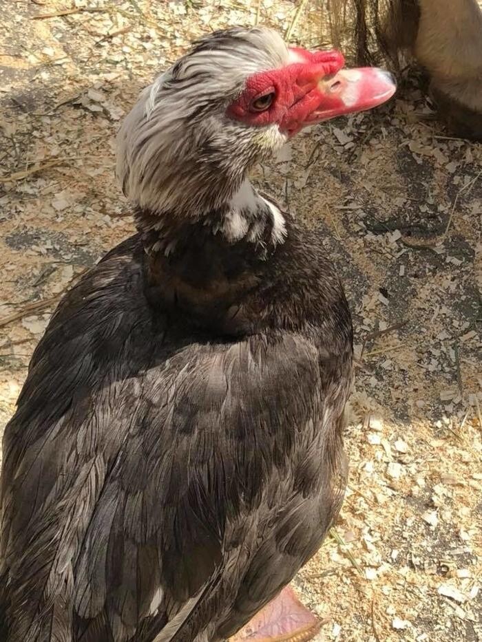 Images Thistle Hill Farm Petting Zoo & Pony Rides