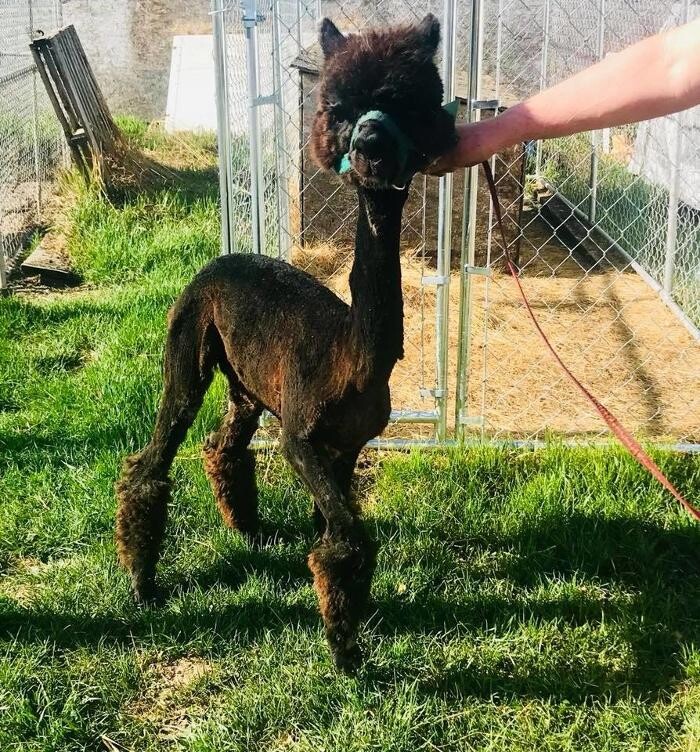 Images Thistle Hill Farm Petting Zoo & Pony Rides