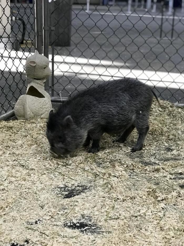 Images Thistle Hill Farm Petting Zoo & Pony Rides