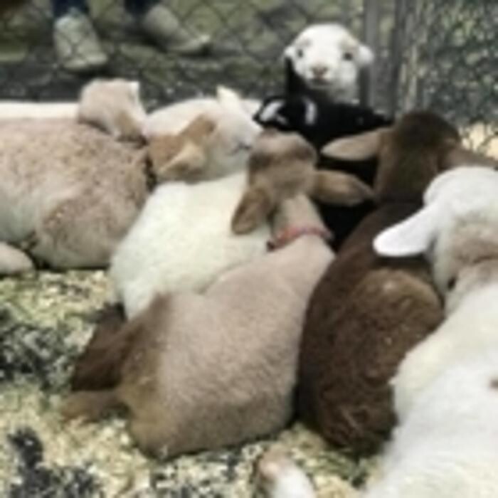 Images Thistle Hill Farm Petting Zoo & Pony Rides