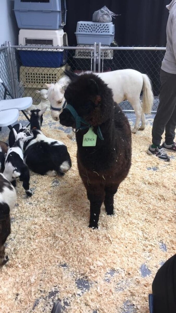 Images Thistle Hill Farm Petting Zoo & Pony Rides