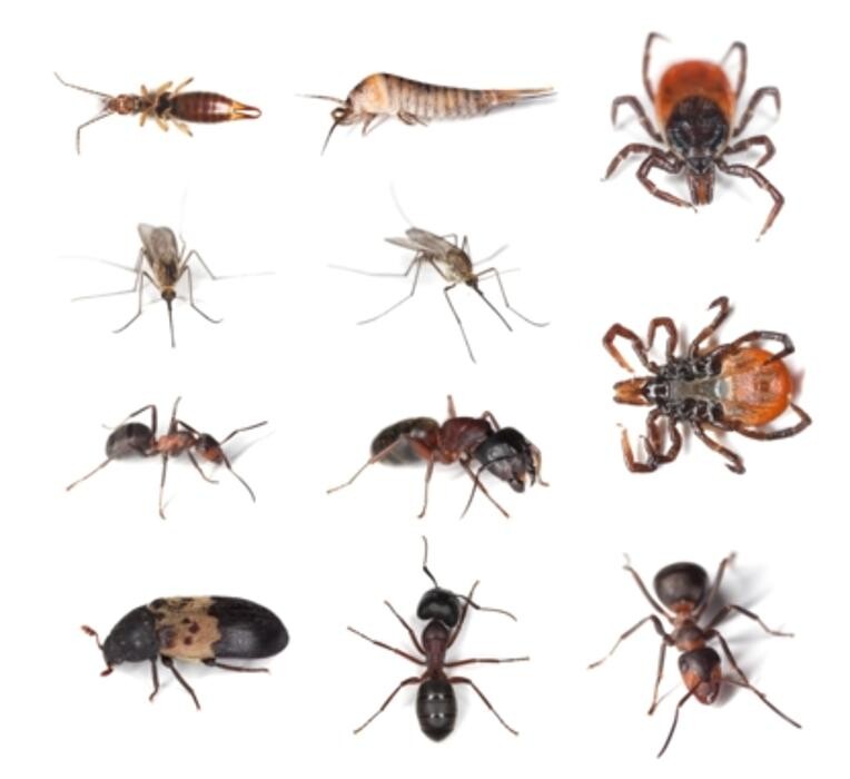 Images Vanquish Pest Control