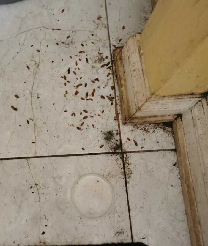 Images Vanquish Pest Control