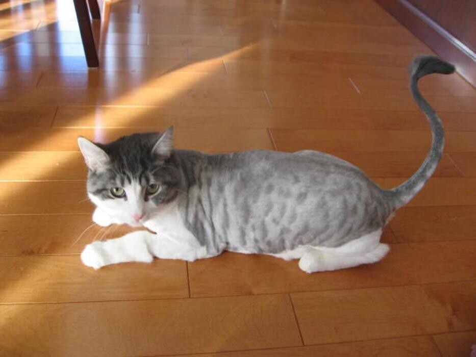 Images Pas Chat Pas Chien Salon d'Esthétique et de Toilettage