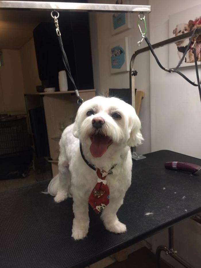 Images Pas Chat Pas Chien Salon d'Esthétique et de Toilettage