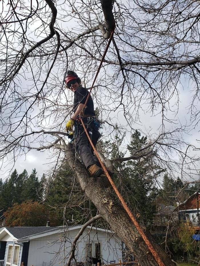 Images Wild Side Tree Care
