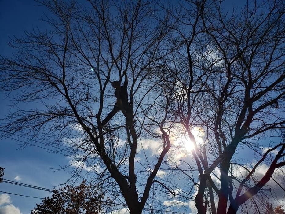 Images Wild Side Tree Care