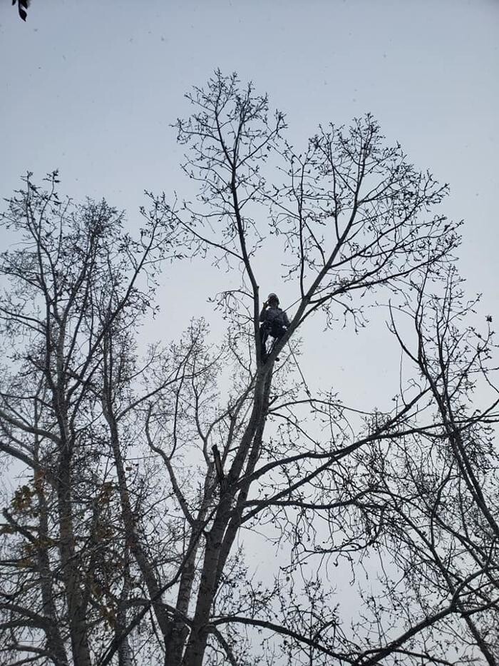 Images Wild Side Tree Care