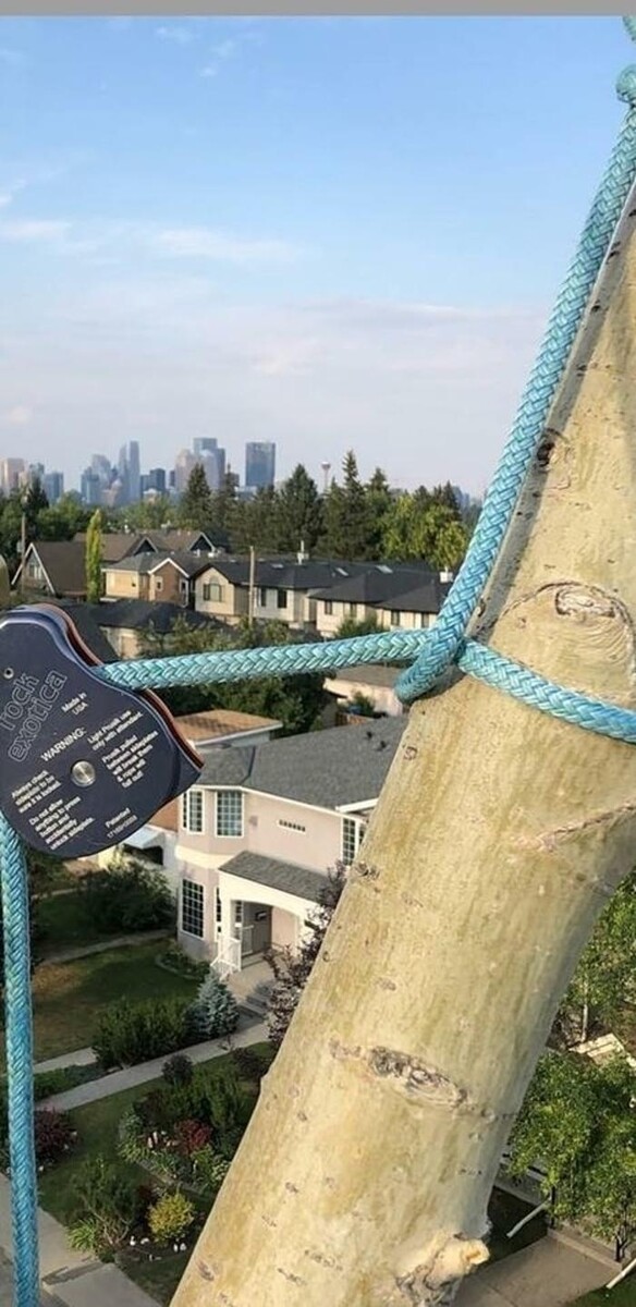 Images Wild Side Tree Care