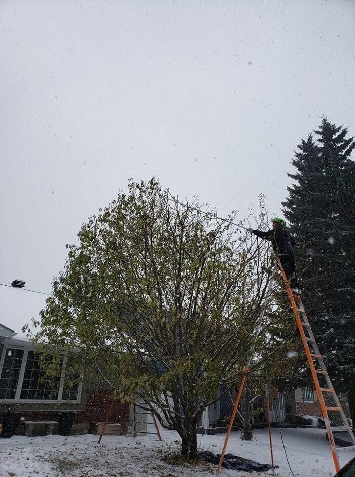 Images Wild Side Tree Care