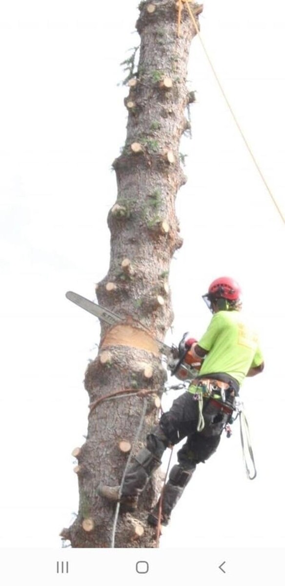 Images Wild Side Tree Care