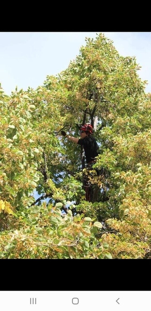 Images Wild Side Tree Care