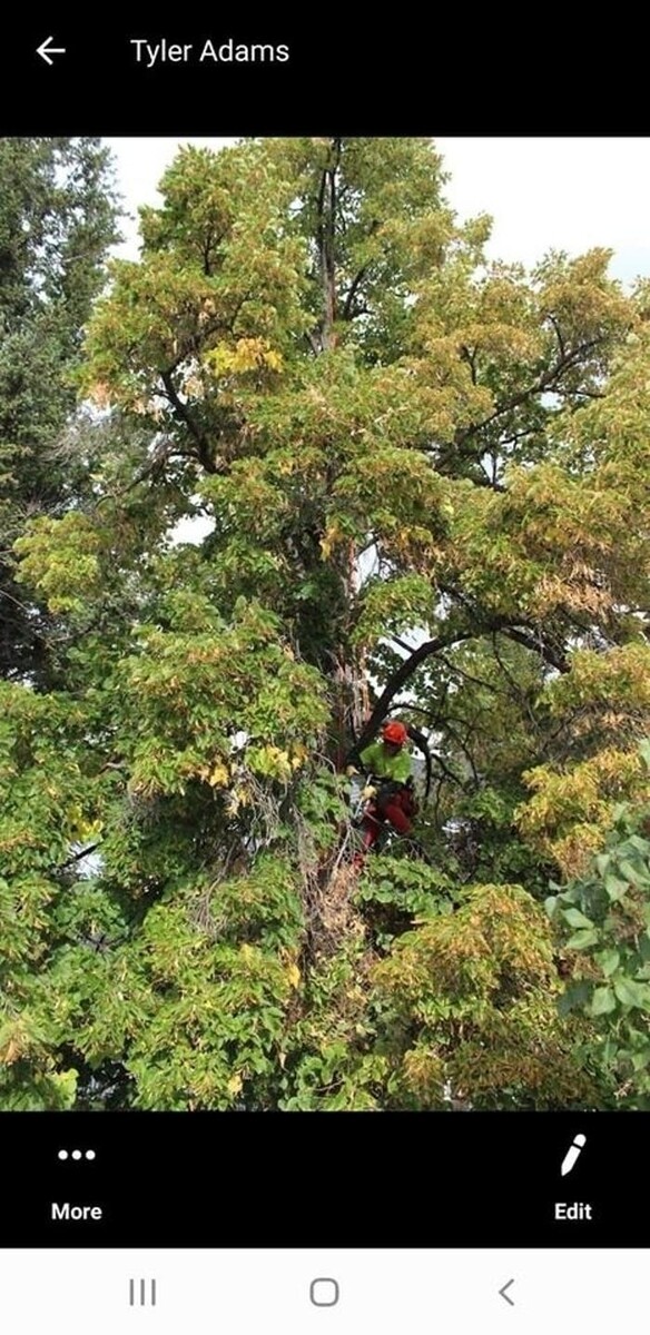 Images Wild Side Tree Care