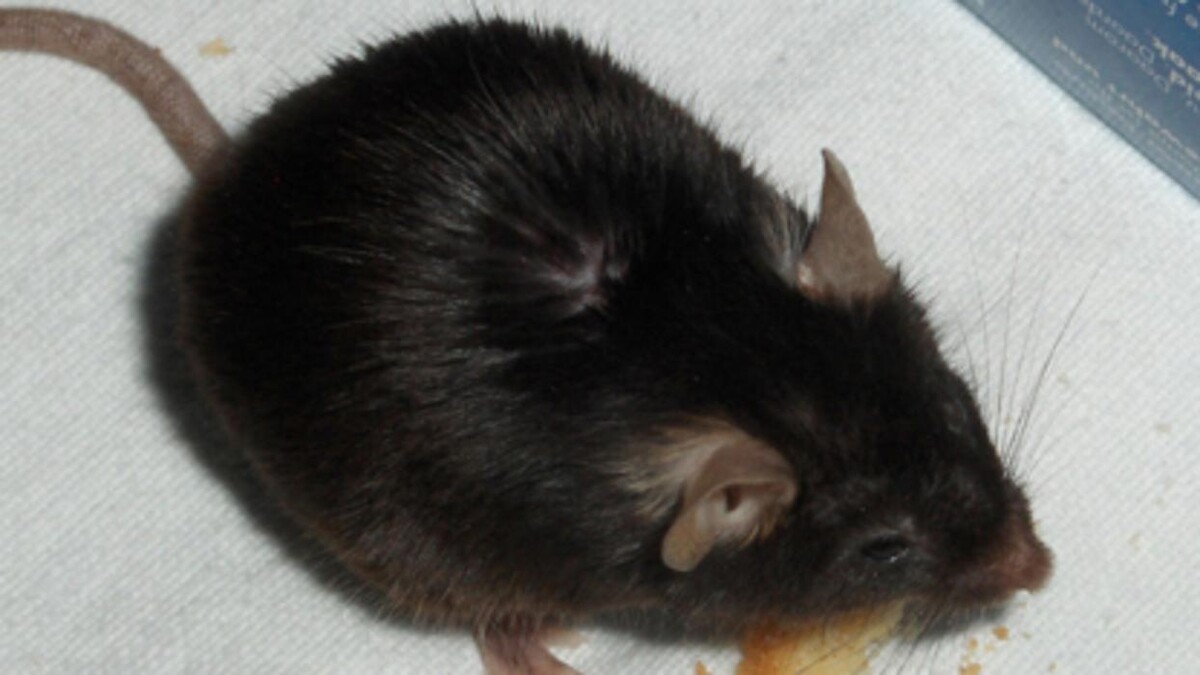 Images Pest Control Barrie