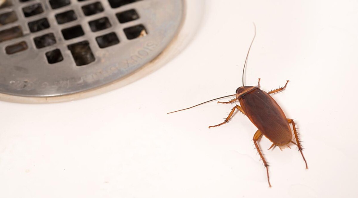Images Pest Control Barrie