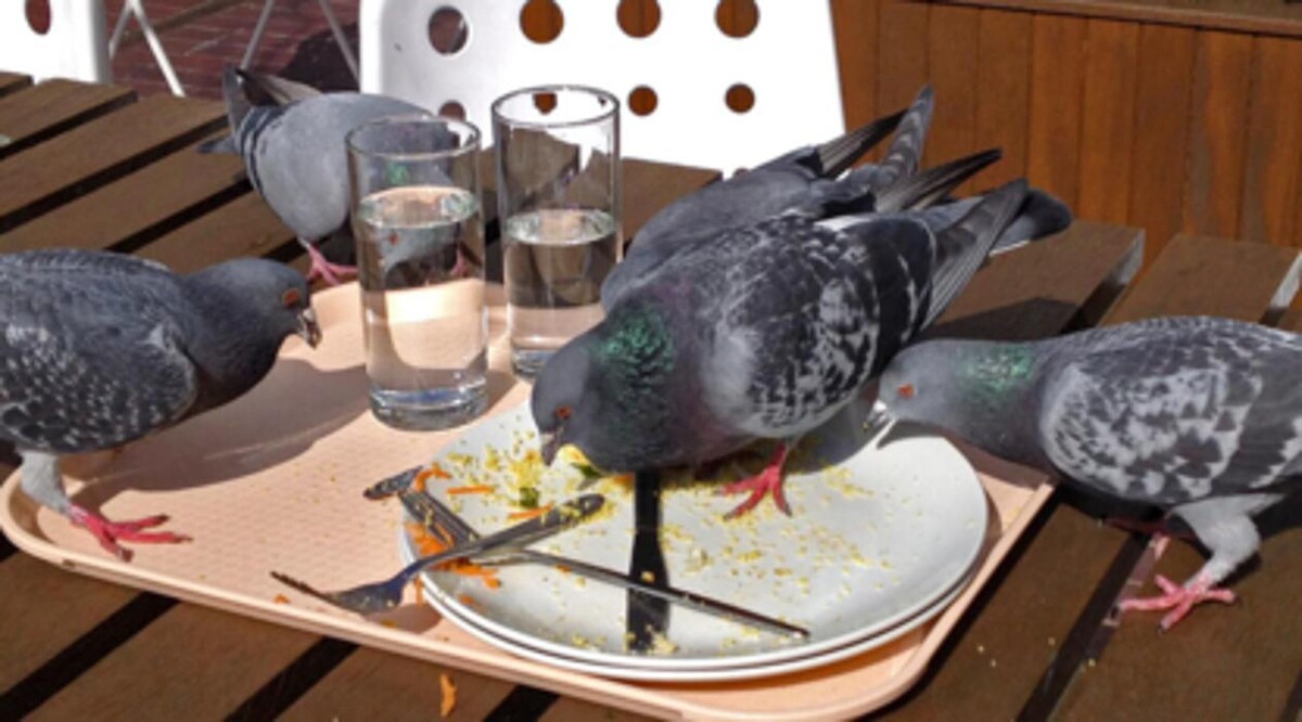 Images Pest Control Barrie