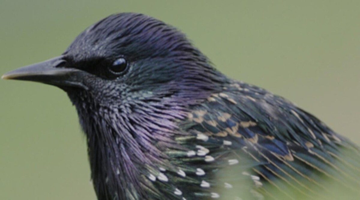 Images Pest Control Barrie